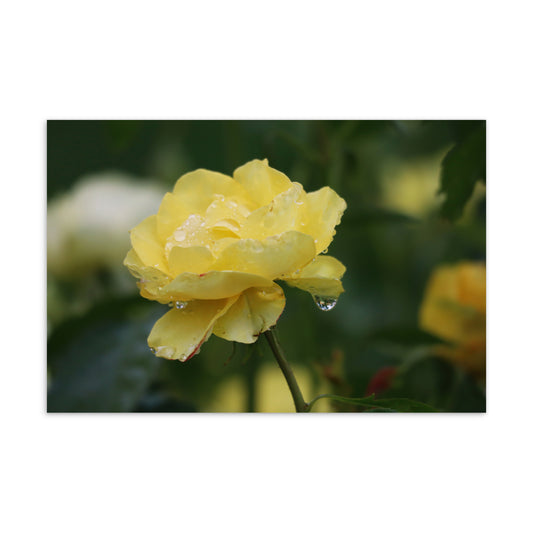 "Yellow Rose" Standard Postcard