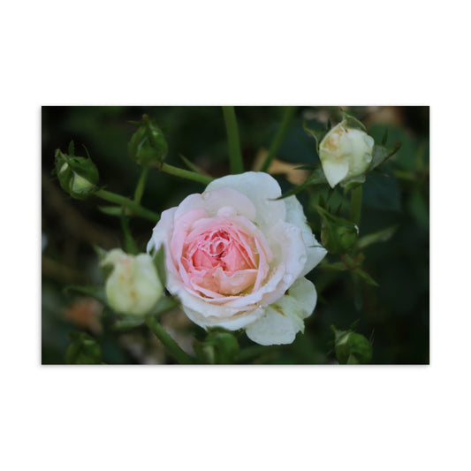 "Budding Rose" Standard Postcard