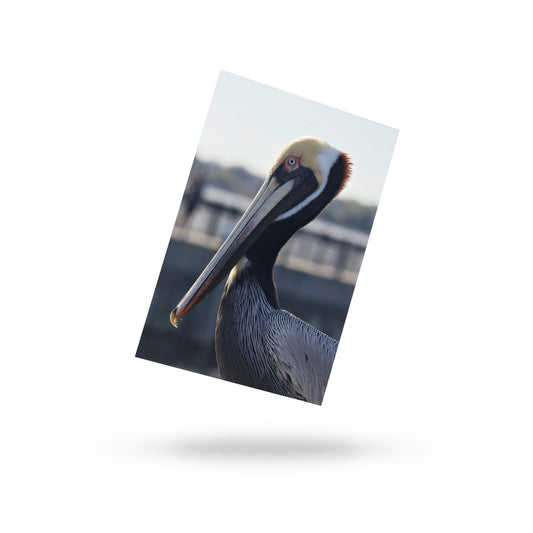 Pelican Postcard