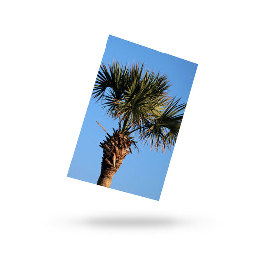 Palm Postcard
